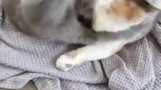 Cat Funny Animals Videos2022🤣-Funniest Cats And Dogs Videos