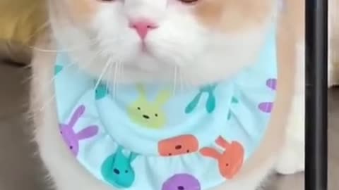 Cute cat