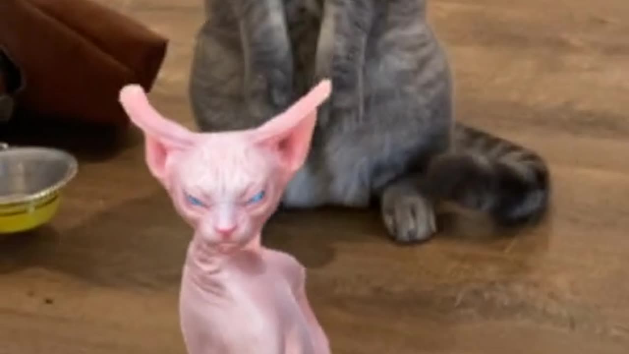 Funny cats