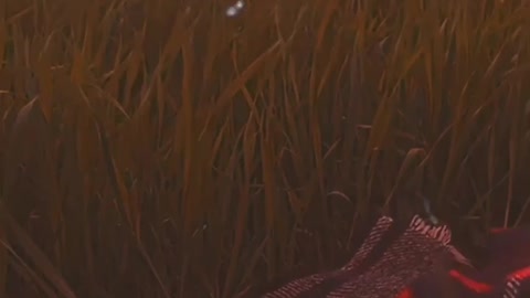 Aesthetic video