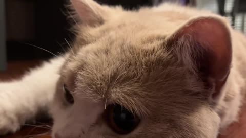 How can you be so cute