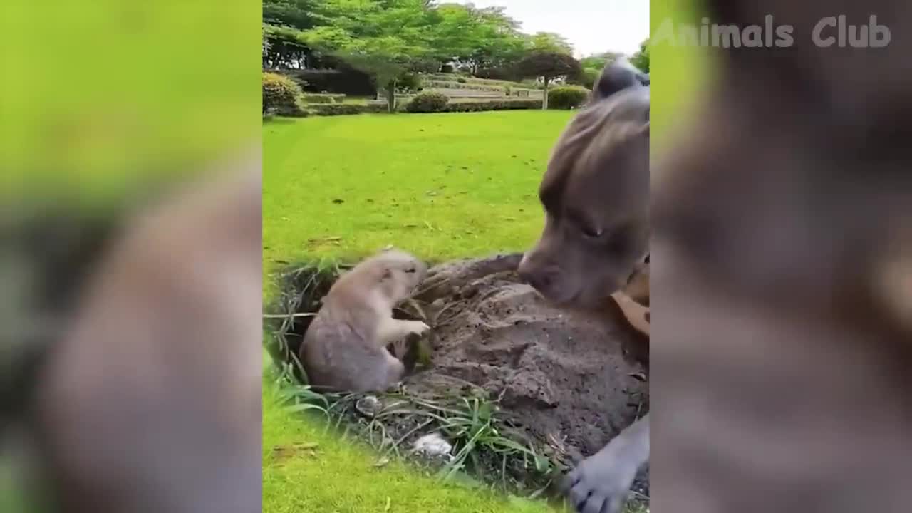 funny videos