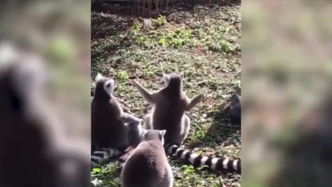 Funny Animals 🐼 🤣 - The life of funny domestic and wild animals