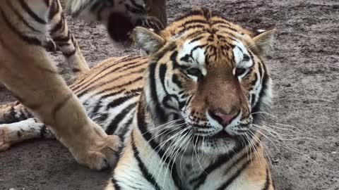 Like watching a tiger