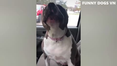 Funniest Animals Video