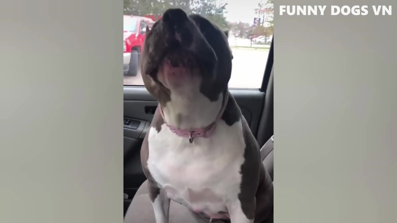 Funniest Animals Video