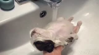 Shih Tzu puppy completely relaxed during bath time