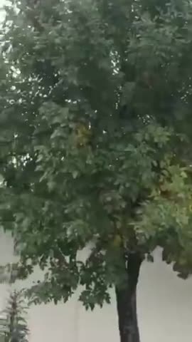 Forced vaccination Argentina