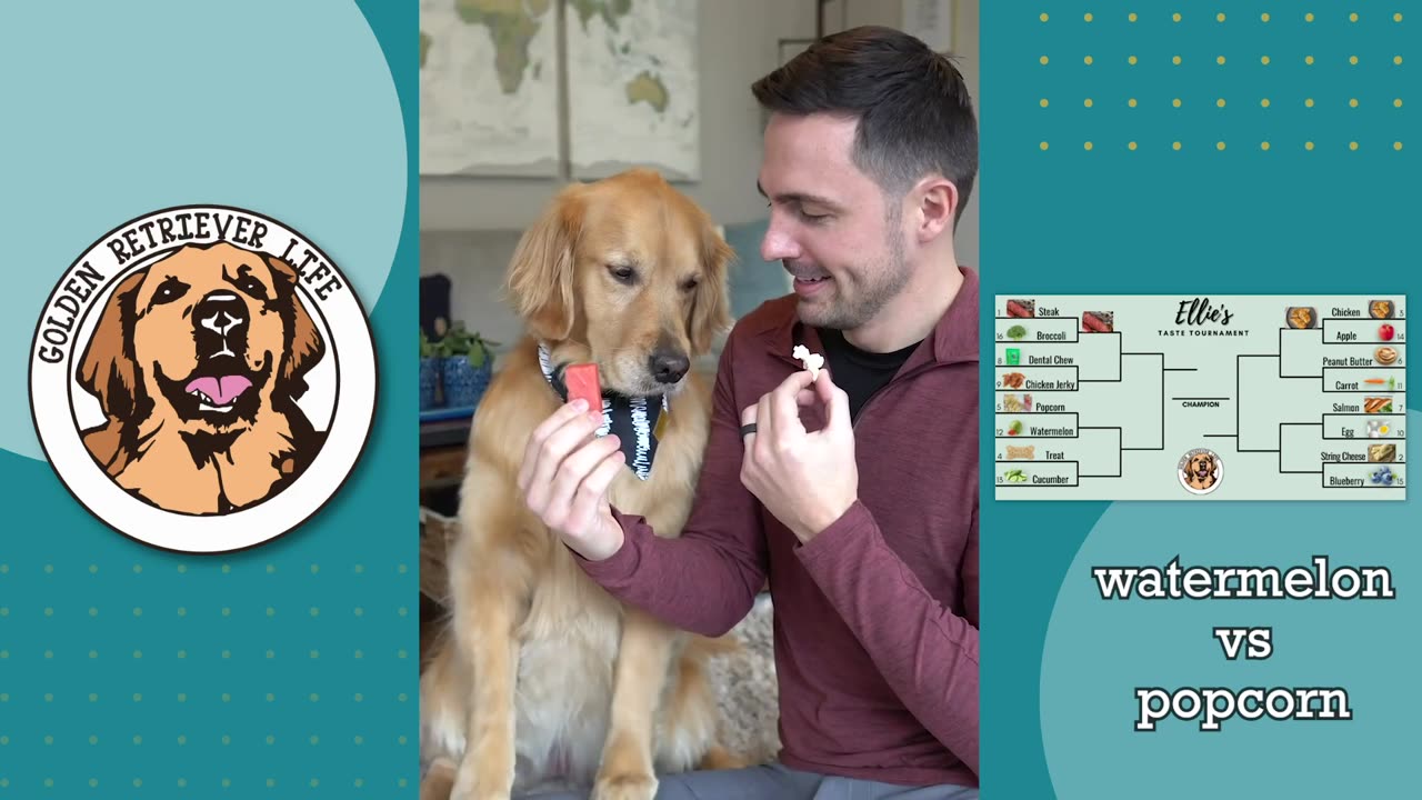 How to determine your dog's favorite food!