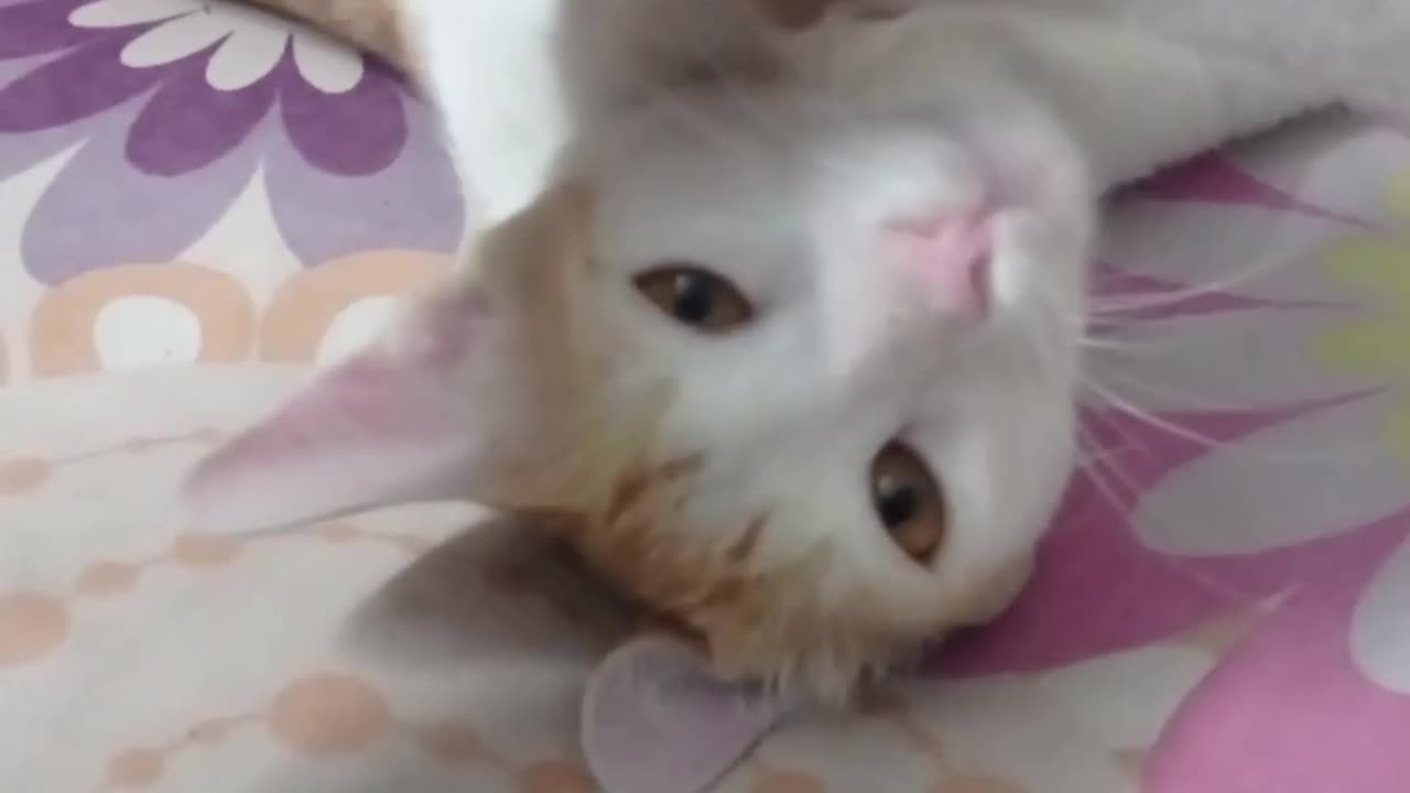 Cute cat playing .