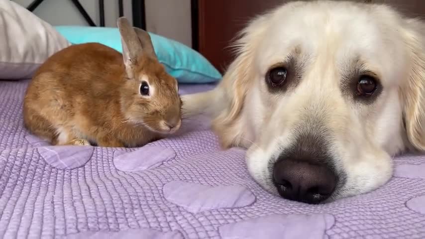 Can a Dog befriend a Rabbit Bailey and Sam - Cutest Friends