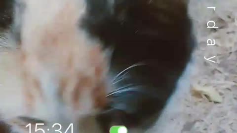 The cat in the full house in the morning