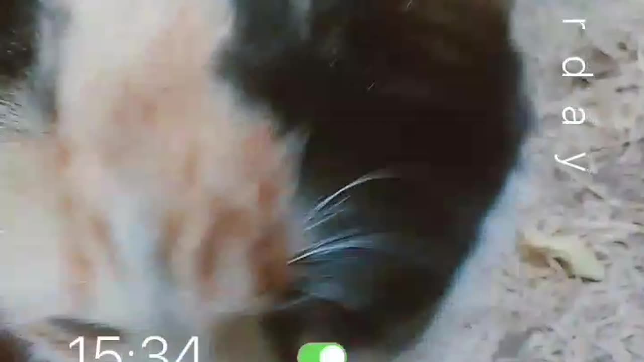 The cat in the full house in the morning