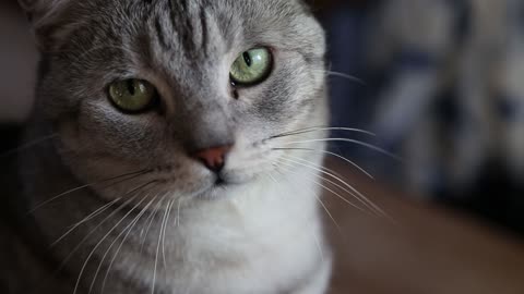 Silver Cat Handheld 2 A close up of a silver cat - handheld shot