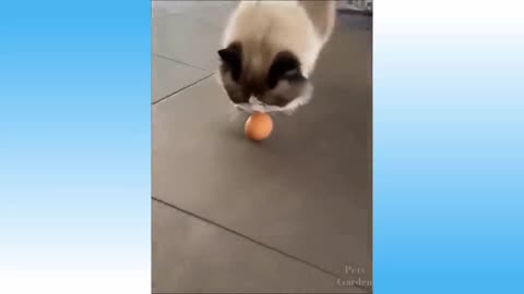 Funniest cats awesome fun videos pet edition