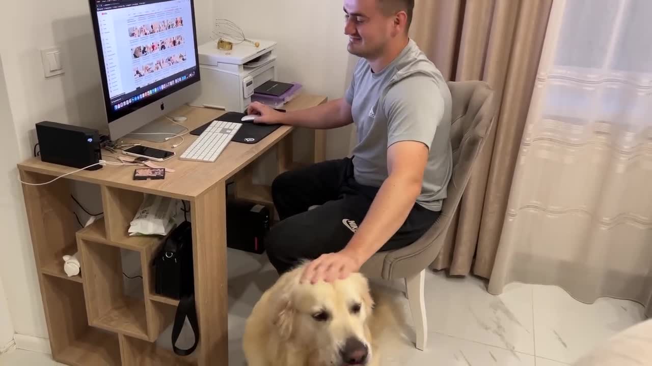 If you imagine that Golden Retriever is my Boss! [Try not to Laugh]