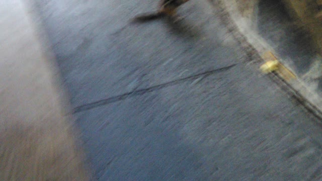 Feeding the hungry chipmunk