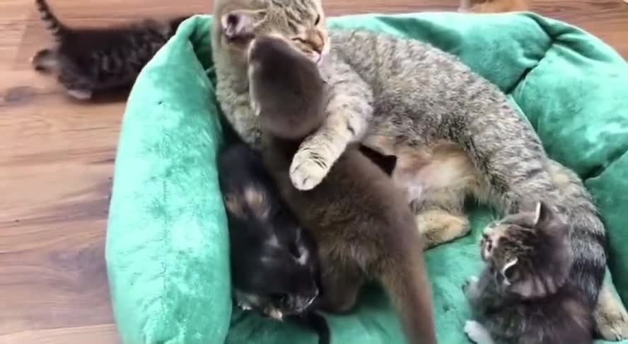 Mother cat adopts abandoned otter pups..🐈🐾🦦🦦❤️