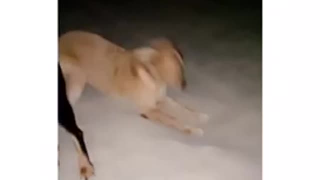 Funny Dog Digging The Hole