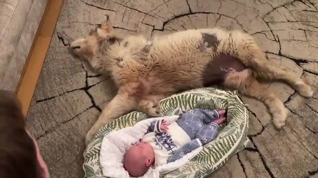 Adorable Dog Follows Newborn Baby Everywhere! He Loves Him So Much!