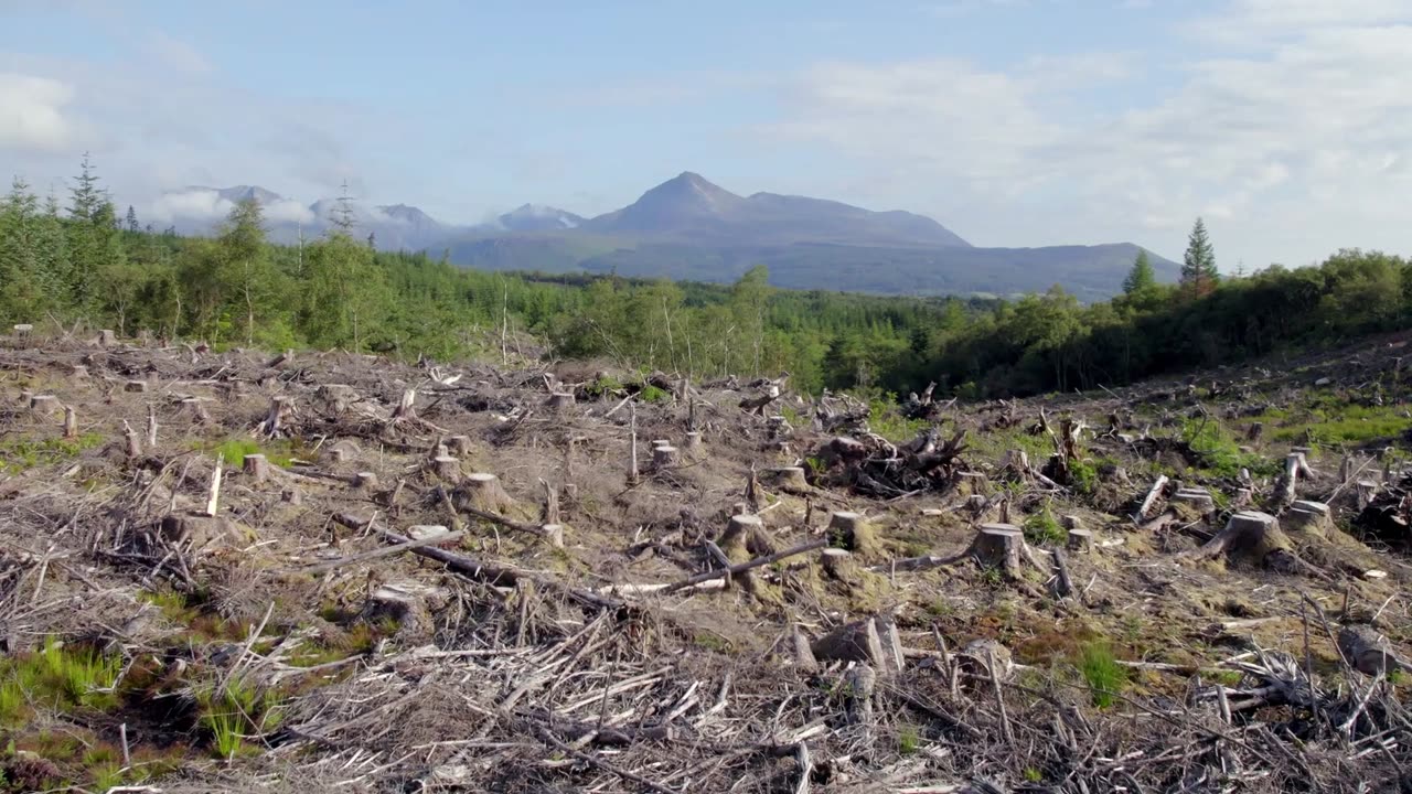 The Kakapo: New Zealand's Nocturnal Parrot on the Brink