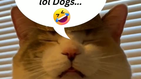 Animals funny videos 🤣🤣