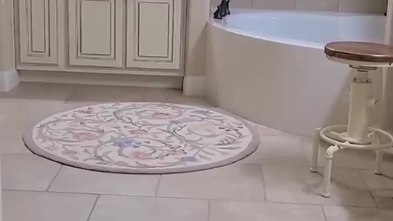 Los Mejores Videos de Gatos Chistosos 2023