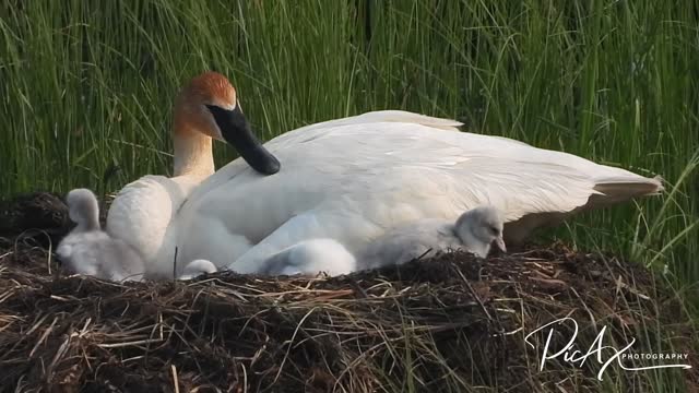 Trumpeter Swan and cygnets