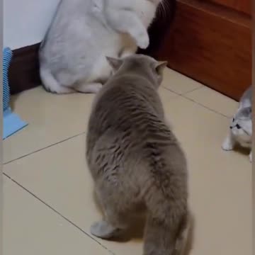 Cat "Don't mess with my kittey" is Funny :)