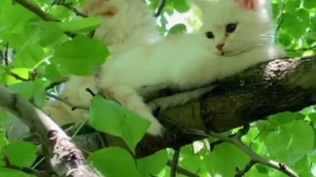 The two cats climbed up the tree and were surprised