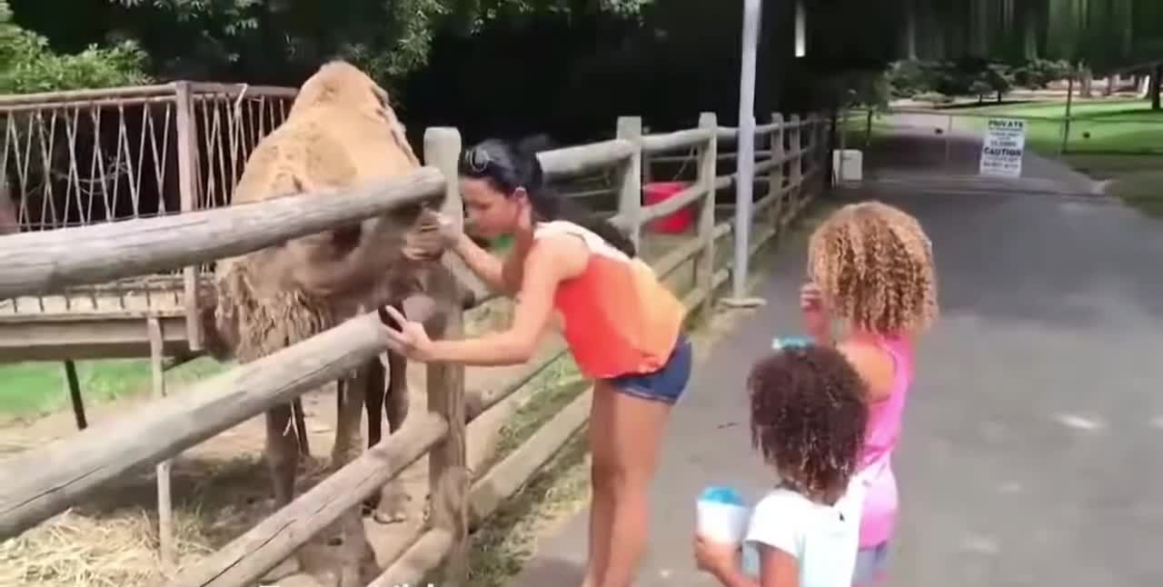 A camel attack to a selfy girl