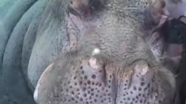 Have you ever seen a hippo sleep