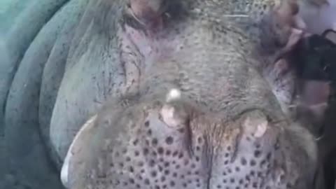 Have you ever seen a hippo sleep