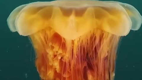 Lion Like Jellyfish #shorts #viral #shortsvideo #video