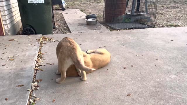 30 Seconds of Dog Wrestling