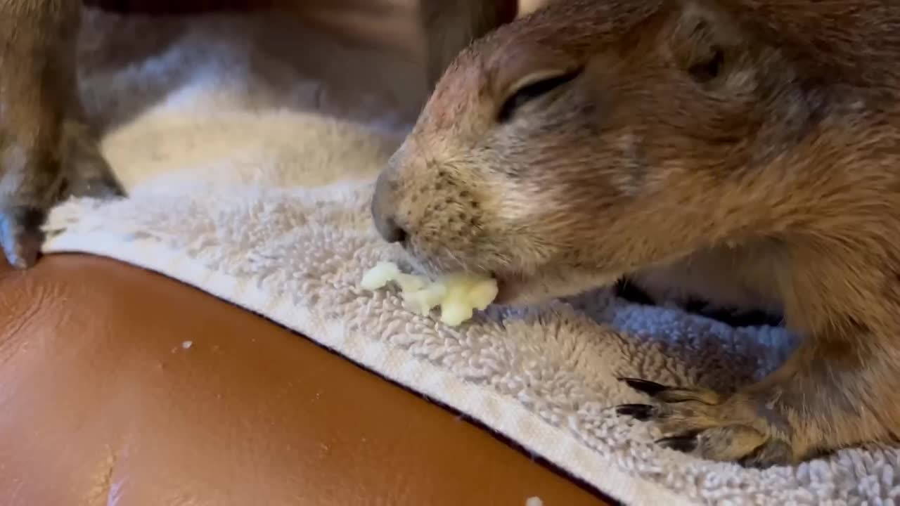 Capybara vs Piglet (Quandale Dingle Dies)3