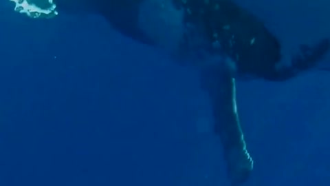 Close up of tail of a whale swimming in the depths of the ocean studying nature