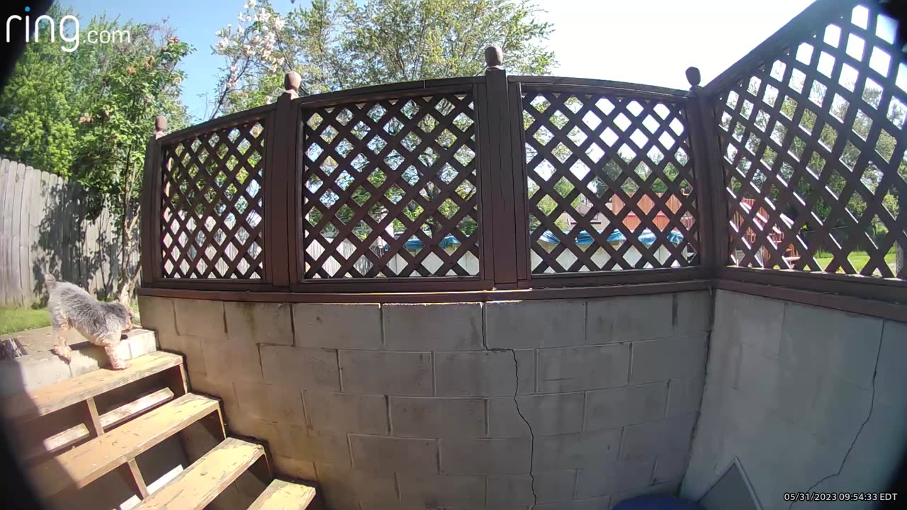 Dog sets off the security camera