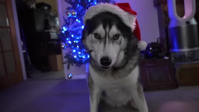 Uma visão fascinante dos bastidores dos cães