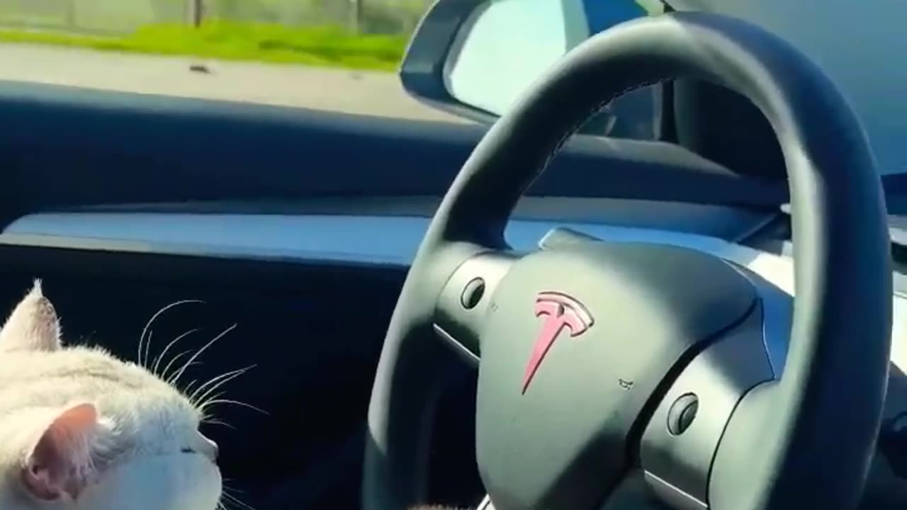 Cute cat driving car 🐈🐈🐈