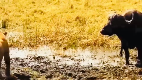 Aghast! The Brutal Moment When the Fierce Lion Couldn't Avoid The Giant Lizard Bites| Wildlife