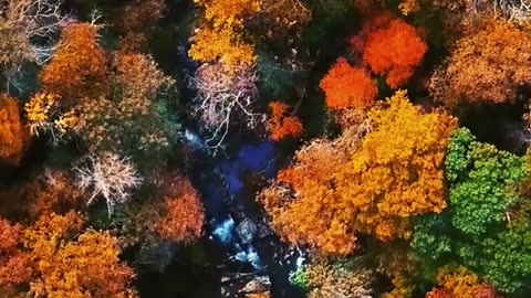 Aerial Footage of Forest Trees During Autumn #shorts