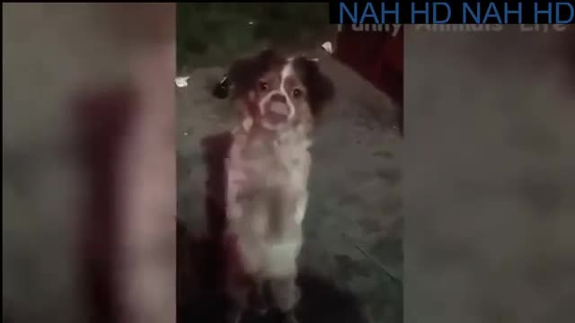PETS FUNNY MOMENT IS COME BACK CATS VS DOGS