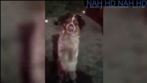 PETS FUNNY MOMENT IS COME BACK CATS VS DOGS
