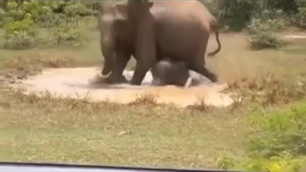 elephant vs crocodile