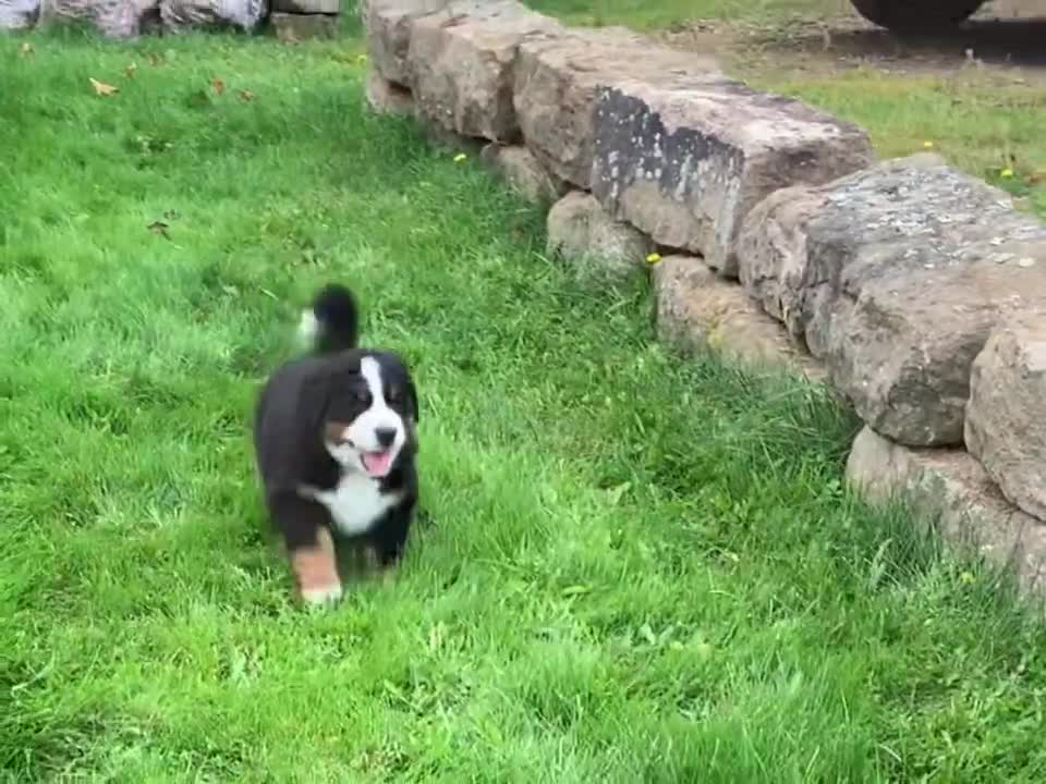 WEEK 6 Pupdate 🐾 Fall 2022 Litter 💜❤️🧡 3 Bernese Mountain Dog Puppies