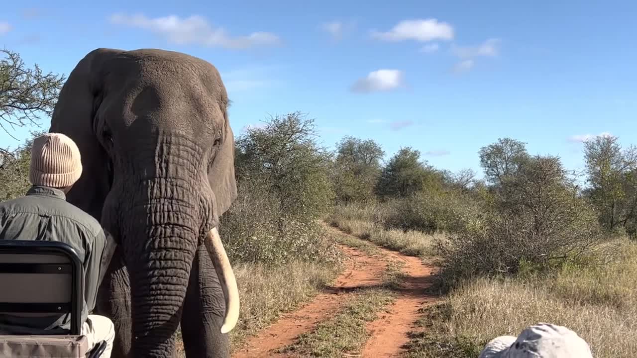 Giant African elephant challenges safari tracker