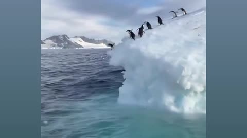 Funny cute animals