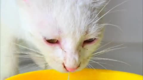 Cat Drinking Milk 🥛🥛🥛