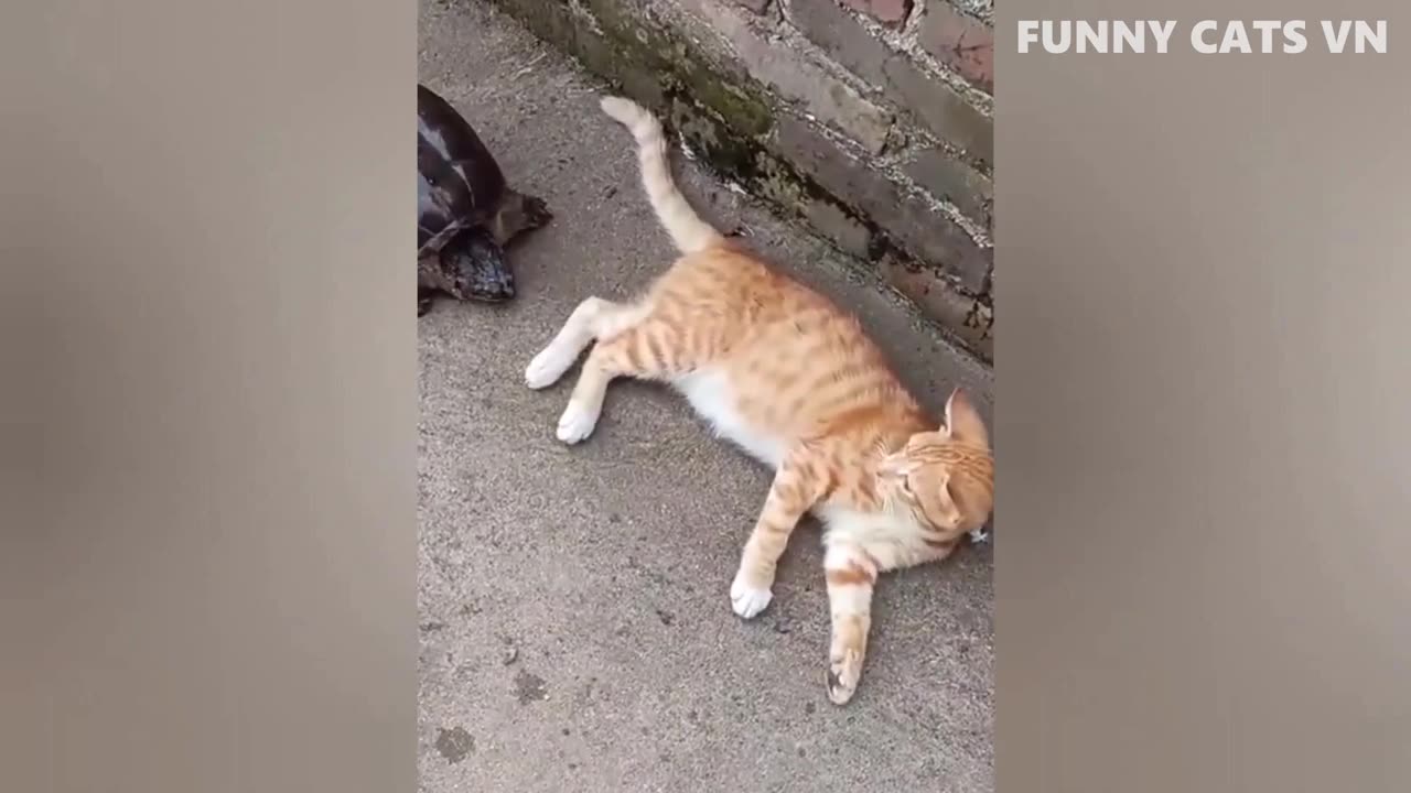 very funny cat videos